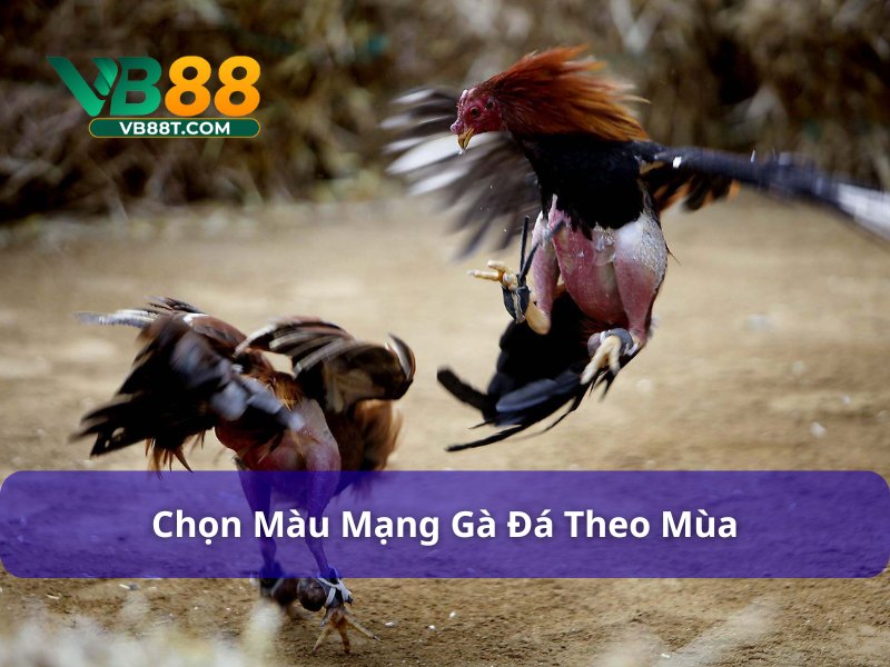 Chọn màu mạng gà đá ngày hôm nay theo mùa