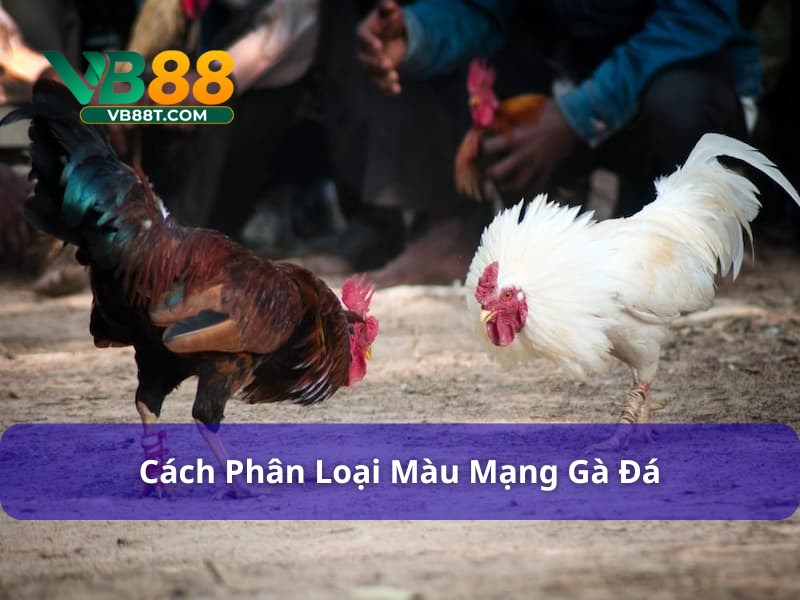 Xác định màu mạng đá gà dựa trên giống và ngũ hành
